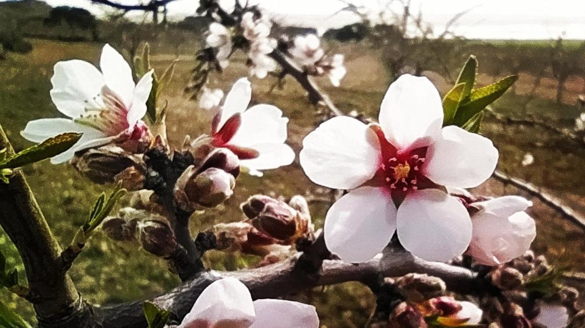 Casa Rural La Galana Albacete 친치야 데 몬테-아라곤 외부 사진